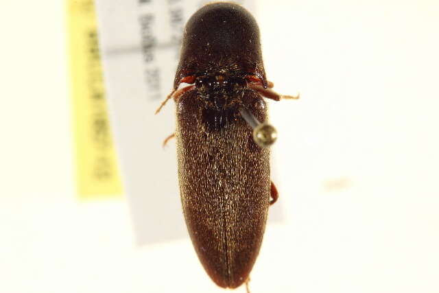 Image of <i>Mulsanteus carolinensis</i>