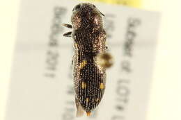 Image of <i>Acmaeodera paravilipis</i>