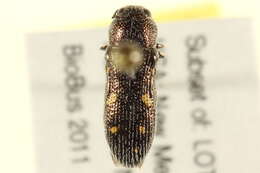 Image of <i>Acmaeodera paravilipis</i>