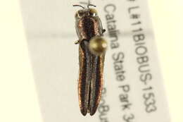 Image of Agrilus