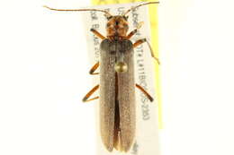 Image of Copidita quadrimaculata (Motschulsky 1853)