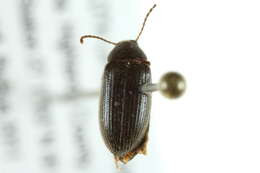 Image of Hymenorus heteropygus Fall 1931