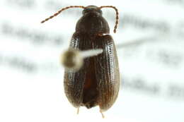 Image of Hymenorus heteropygus Fall 1931