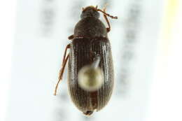 Image of Hymenorus heteropygus Fall 1931