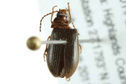 Image of Hymenorus heteropygus Fall 1931