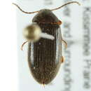 Image of Hymenorus floridanus Casey 1891