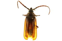 Image of Prioninae