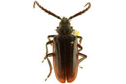 Image of California Root Borer