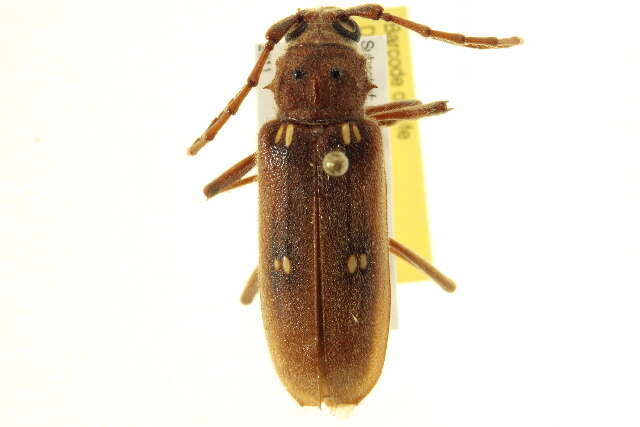 Image of Ivory-marked Beetle