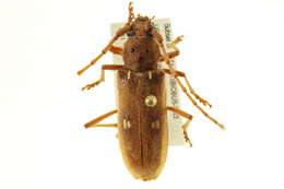 Image of Ivory-marked Beetle