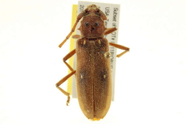 Image of Ivory-marked Beetle