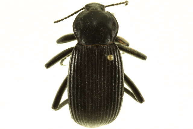 Image of Eleodes (Eleodes) acuta (Say 1824)