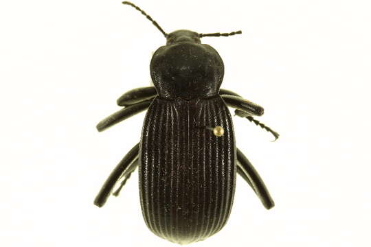 Image of Eleodes (Eleodes) acuta (Say 1824)