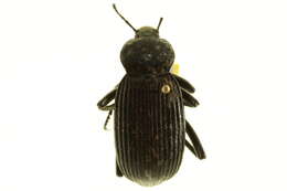 Image of Eleodes (Eleodes) acuta (Say 1824)