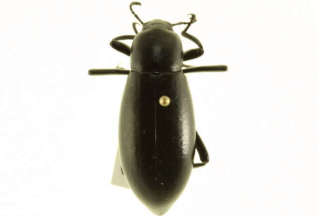 Imagem de Eleodes (Xysta) longicollis Le Conte 1851