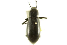 Imagem de Eleodes (Xysta) longicollis Le Conte 1851