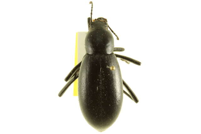 Imagem de Eleodes (Xysta) longicollis Le Conte 1851