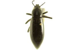 Imagem de Eleodes (Xysta) longicollis Le Conte 1851