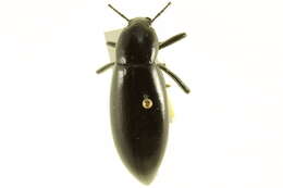 Imagem de Eleodes (Xysta) longicollis Le Conte 1851