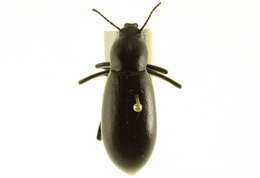 Imagem de Eleodes (Xysta) longicollis Le Conte 1851