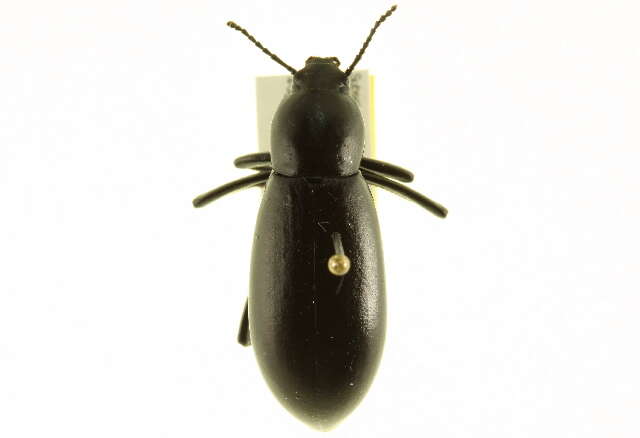 Imagem de Eleodes (Xysta) longicollis Le Conte 1851