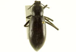 Imagem de Eleodes (Xysta) longicollis Le Conte 1851