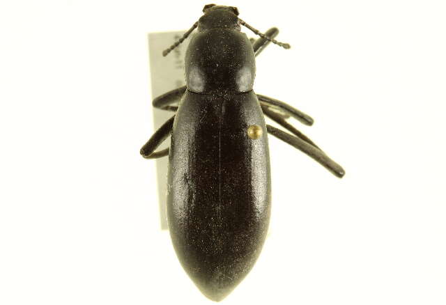 Imagem de Eleodes (Xysta) longicollis Le Conte 1851