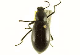 Imagem de Eleodes (Xysta) longicollis Le Conte 1851