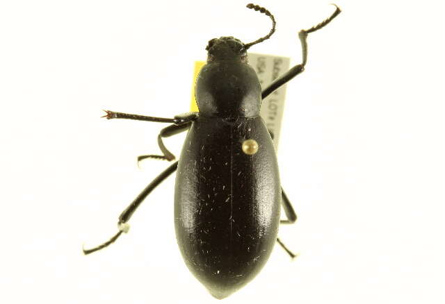 Image of Eleodes (Xysta) longicollis Le Conte 1851