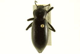 Image of Eleodes (Eleodes) hispilabris (Say 1824)