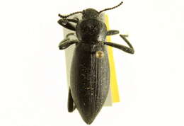 Image of Eleodes (Eleodes) hispilabris (Say 1824)