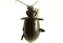 Слика од Calosoma (Carabosoma) peregrinator Guérin-Méneville 1844