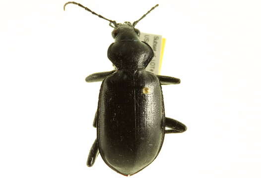 Imagem de Calosoma (Carabosoma) peregrinator Guérin-Méneville 1844