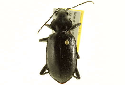 Imagem de Calosoma (Carabosoma) peregrinator Guérin-Méneville 1844