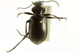 Слика од Calosoma (Carabosoma) peregrinator Guérin-Méneville 1844