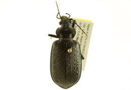 Слика од Calosoma