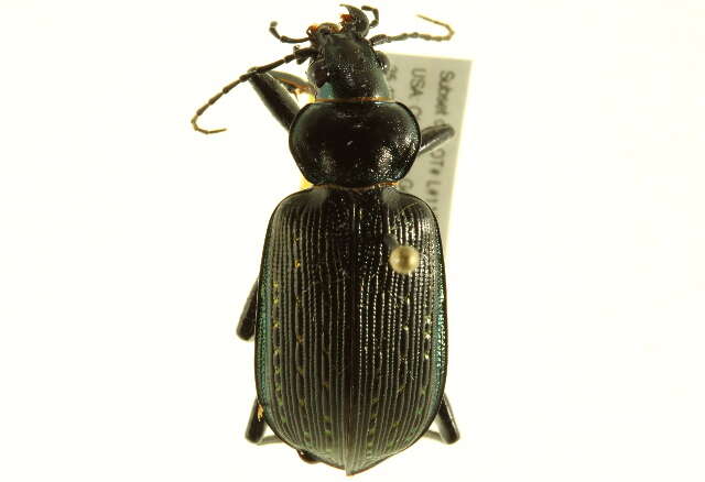 Слика од Calosoma