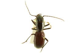 Image of Giant Tiger Beetles