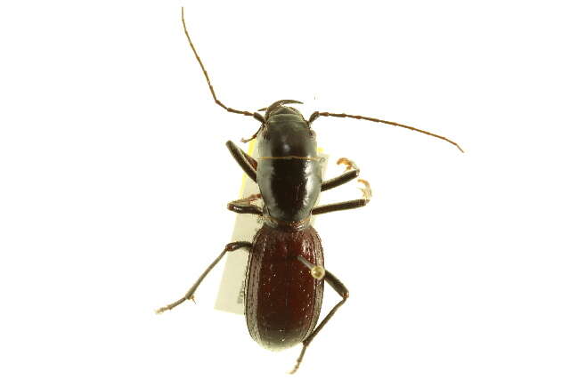 Image of Giant Tiger Beetles