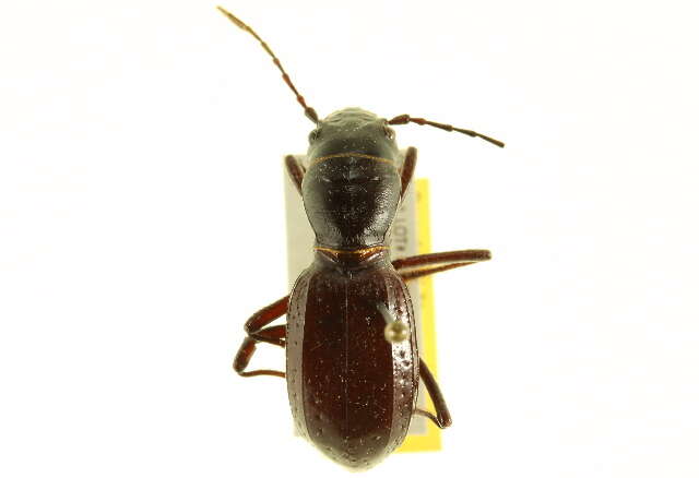 Image of Giant Tiger Beetles