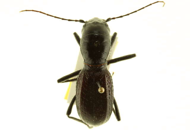 Image of Giant Tiger Beetles