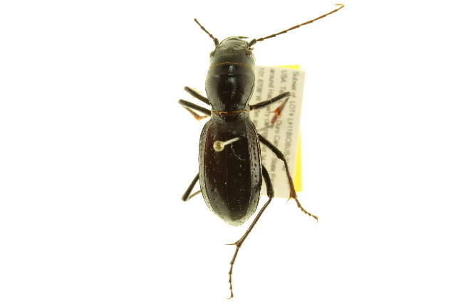 Image of Giant Tiger Beetles