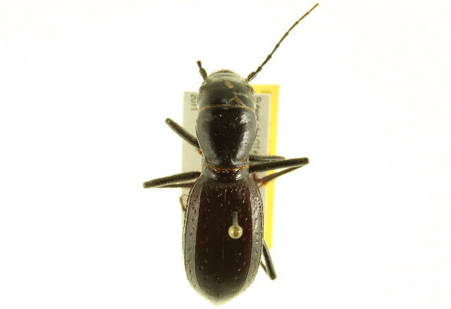 Image of Giant Tiger Beetles