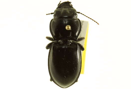 Image of Pasimachus (Pasimachus) elongatus Le Conte 1846