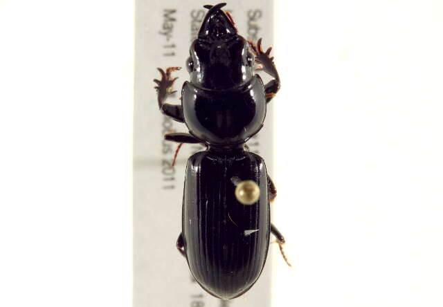 صورة Scarites (Scarites) subterraneus Fabricius 1775