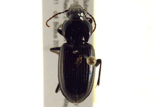 Imagem de Pterostichus (Melanius) ebeninus (Dejean 1828)