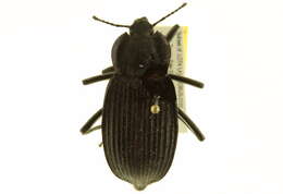 Image of Eleodes (Eleodes) suturalis (Say 1824)