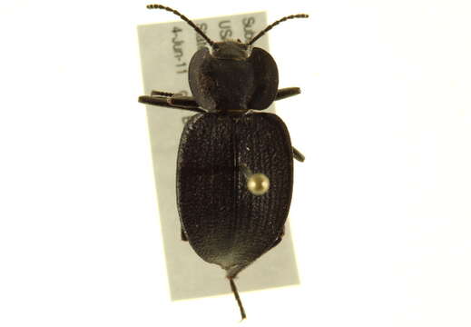 Image of Tenebrioninae Latreille 1802