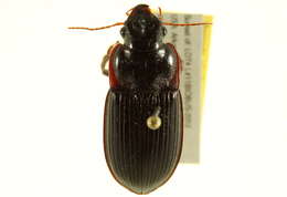 Image de Harpalus (Pseudoophonus) katiae F. Battoni 1985