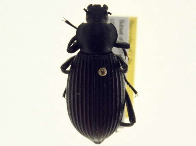 Image of Eleodes (Eleodes) hispilabris (Say 1824)